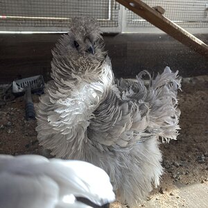 Non-APAABA Bantam Hen Show 9e.jpg