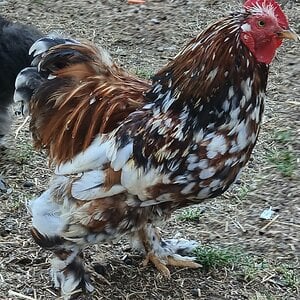 Non-APAABA Bantam Rooster Show 10a.jpg