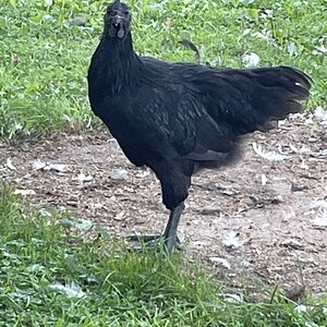 IMG_1290.jpeg