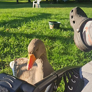 Goose head jerk