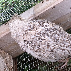 Pale hen.jpg