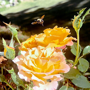 IMG_0149-1-1c.jpg