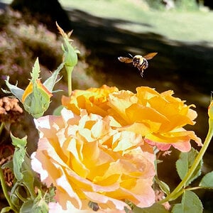 IMG_0149-1-2c.jpg