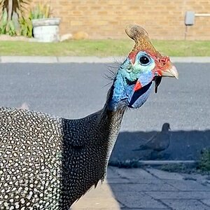 Guinea headgear 05.jpg