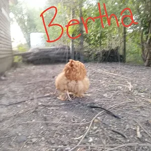 bertha