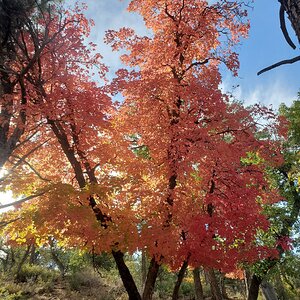 Fantastic Fall Fun Photo Contest—BYC's 2025 Spooktacular Halloween Hatch-Along 11.jpg