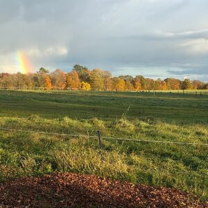 Fantastic Fall Fun Photo Contest—BYC's 2025 Spooktacular Halloween Hatch-Along 29.jpg