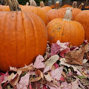 Fantastic Fall Fun Photo Contest—BYC's 2025 Spooktacular Halloween Hatch-Along 32.jpg