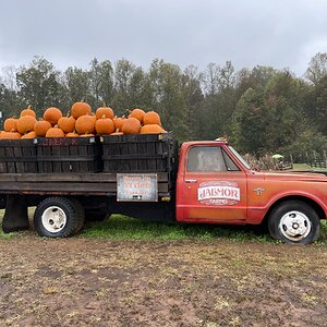 Fantastic Fall Fun Photo Contest—BYC's 2025 Spooktacular Halloween Hatch-Along 35.jpg