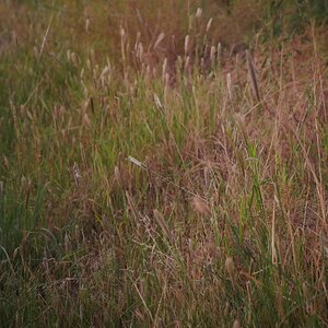 Fantastic Fall Fun Photo Contest—BYC's 2025 Spooktacular Halloween Hatch-Along 37.jpg