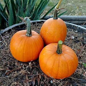 Fantastic Fall Fun Photo Contest—BYC's 2025 Spooktacular Halloween Hatch-Along 42.jpg