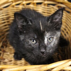 Fall on the Farm Photo Contest—BYC's 2025 Spooktacular Halloween Hatch-Along 3.jpg