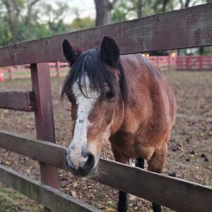 Fall on the Farm Photo Contest—BYC's 2025 Spooktacular Halloween Hatch-Along 4.jpg