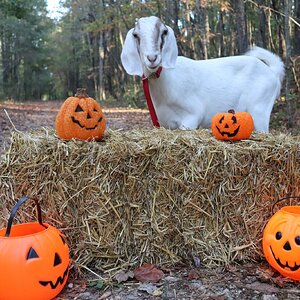 Fall on the Farm Photo Contest—BYC's 2025 Spooktacular Halloween Hatch-Along 7.jpg