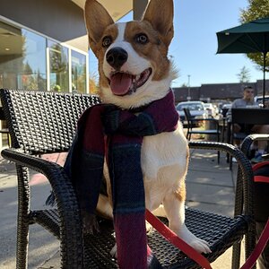 Fall on the Farm Photo Contest—BYC's 2025 Spooktacular Halloween Hatch-Along 10.jpg