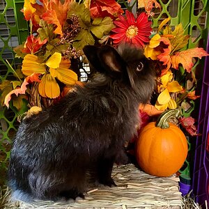 Fall on the Farm Photo Contest—BYC's 2025 Spooktacular Halloween Hatch-Along 13.jpg