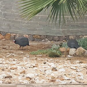 2025-11-30 Namibia 04.jpg