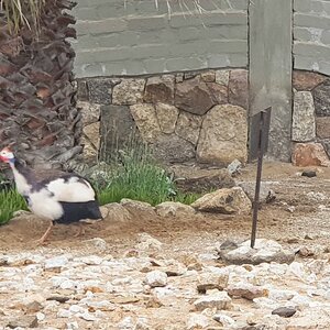 2025-11-30 Namibia 03.jpg