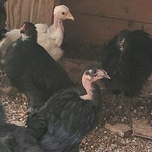 Official BYC Contest—Post Your Best (Worst) Chicken Molt Pictures - 2025 16.jpg