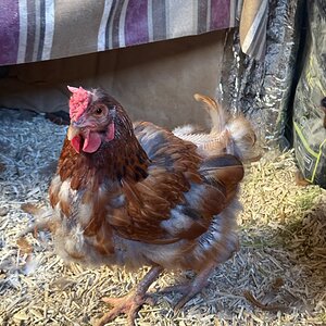 Official BYC Contest—Post Your Best (Worst) Chicken Molt Pictures - 2025 17b.jpg