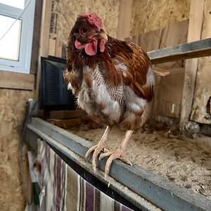Official BYC Contest—Post Your Best (Worst) Chicken Molt Pictures - 2025 17d.jpg
