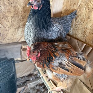Official BYC Contest—Post Your Best (Worst) Chicken Molt Pictures - 2025 17e.jpg