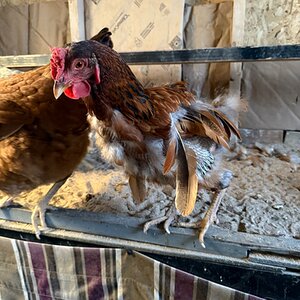 Official BYC Contest—Post Your Best (Worst) Chicken Molt Pictures - 2025 17g.jpg