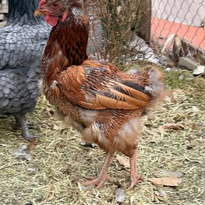Official BYC Contest—Post Your Best (Worst) Chicken Molt Pictures - 2025 17k.jpg