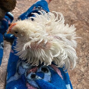 Official BYC Contest—Post Your Best (Worst) Chicken Molt Pictures - 2025 19.jpg