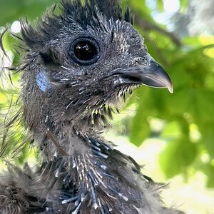 Official BYC Contest—Post Your Best (Worst) Chicken Molt Pictures - 2025 20b.jpg
