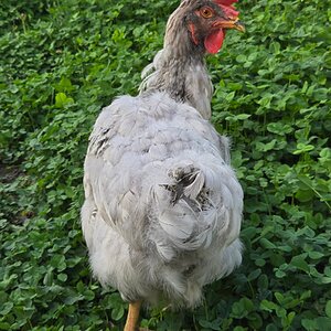 Official BYC Contest—Post Your Best (Worst) Chicken Molt Pictures - 2025 21a.jpg