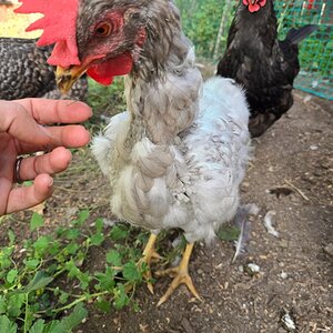 Official BYC Contest—Post Your Best (Worst) Chicken Molt Pictures - 2025 21d.jpg