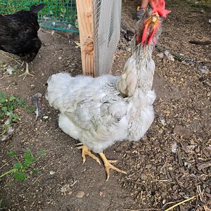 Official BYC Contest—Post Your Best (Worst) Chicken Molt Pictures - 2025 21e.jpg