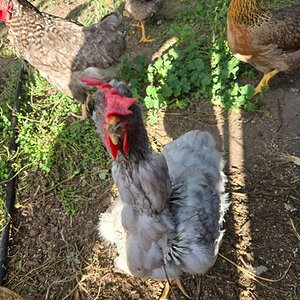 Official BYC Contest—Post Your Best (Worst) Chicken Molt Pictures - 2025 21g.jpg