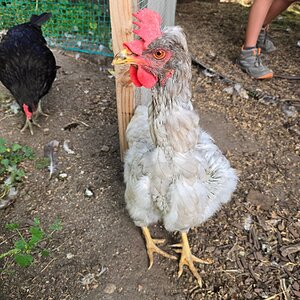 Official BYC Contest—Post Your Best (Worst) Chicken Molt Pictures - 2025 21h.jpg