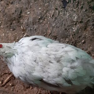 Official BYC Contest—Post Your Best (Worst) Chicken Molt Pictures - 2025 22b.jpg