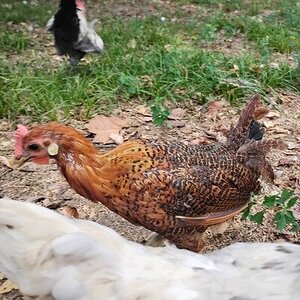 Official BYC Contest—Post Your Best (Worst) Chicken Molt Pictures - 2025 23a.jpg