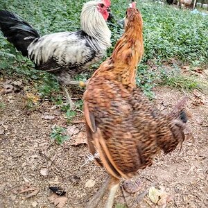 Official BYC Contest—Post Your Best (Worst) Chicken Molt Pictures - 2025 23d.jpg