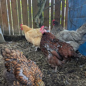 Official BYC Contest—Post Your Best (Worst) Chicken Molt Pictures - 2025 24a.jpg