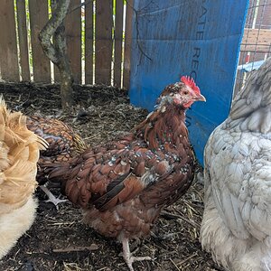 Official BYC Contest—Post Your Best (Worst) Chicken Molt Pictures - 2025 24b.jpg