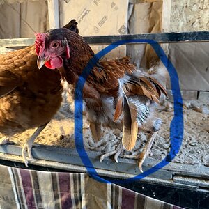 Official BYC Contest—Post Your Best (Worst) Chicken Molt Pictures - 2025 25.jpg