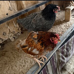 Official BYC Contest—Post Your Best (Worst) Chicken Molt Pictures - 2025 26.jpg