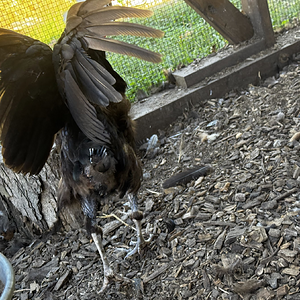 Official BYC Contest—Post Your Best (Worst) Chicken Molt Pictures - 2025 27.png