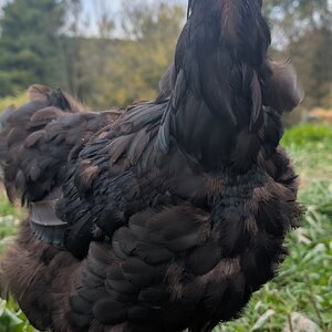 Official BYC Contest—Post Your Best (Worst) Chicken Molt Pictures - 2025 29.jpg