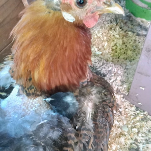 Official BYC Contest—Post Your Best (Worst) Chicken Molt Pictures - 2025 31b.png