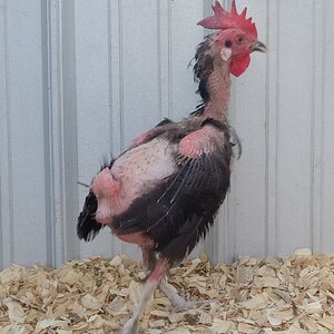 Official BYC Contest—Post Your Best (Worst) Chicken Molt Pictures - 2025 32a.jpg