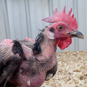 Official BYC Contest—Post Your Best (Worst) Chicken Molt Pictures - 2025 32c.jpg