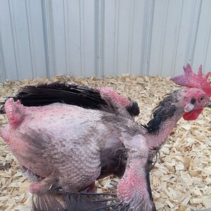 Official BYC Contest—Post Your Best (Worst) Chicken Molt Pictures - 2025 32g.jpg