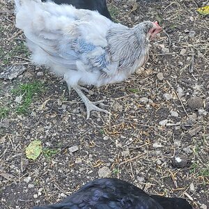 Official BYC Contest—Post Your Best (Worst) Chicken Molt Pictures - 2025 35b.jpg
