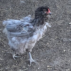 Official BYC Contest—Post Your Best (Worst) Chicken Molt Pictures - 2025 36b.jpg